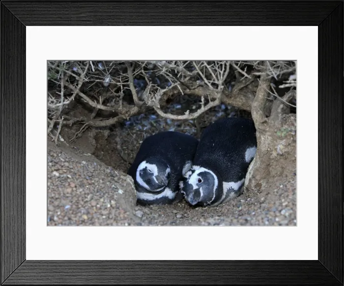 Framed Print : Magellanic Penguin. Punta Norte - Valdes peninsula - Argentina Framed Print : Magellanic Penguin. Punta Norte - Valdes peninsula - Argentina