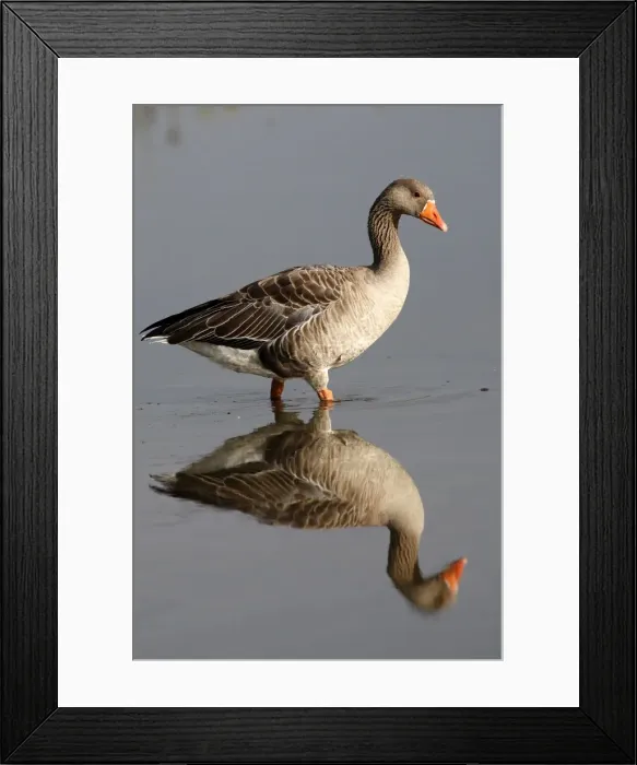 Framed Print : Greylag Goose - in water. Marquentaire - Bay of Somme - France Framed Print : Greylag Goose - in water. Marquentaire - Bay of Somme - France