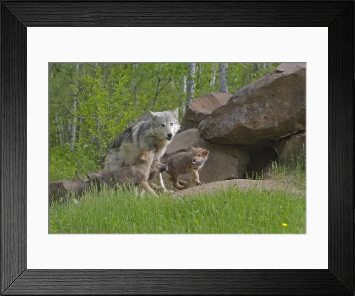 Framed Print : Grey / Timber Wolf - with pups. Minnesota - United States Framed Print : Grey / Timber Wolf - with pups. Minnesota - United States
