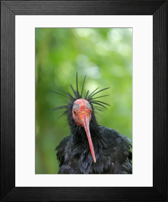Framed Print : Northern Bald Ibis / Hermit Ibis / Waldrapp. Pensthorpe - Norfolk - UK Framed Print : Northern Bald Ibis / Hermit Ibis / Waldrapp. Pensthorpe - Norfolk - UK