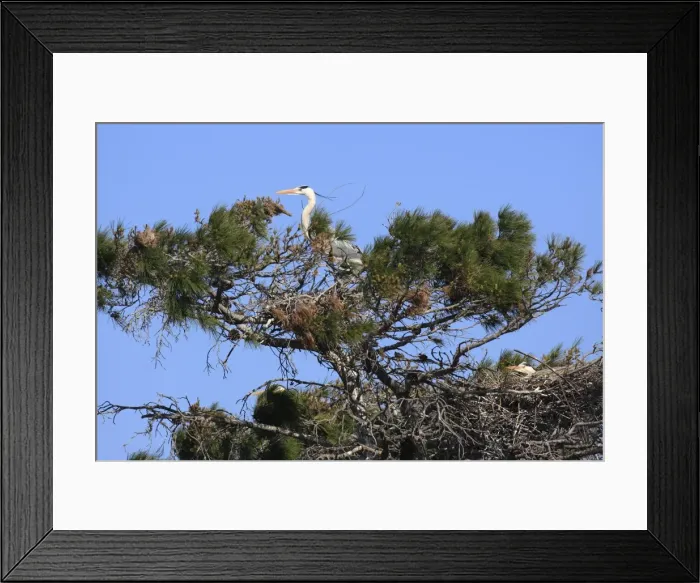 Framed Print : Grey Heron - in tree. Camargue - Bouches du Rhone - France Framed Print : Grey Heron - in tree. Camargue - Bouches du Rhone - France