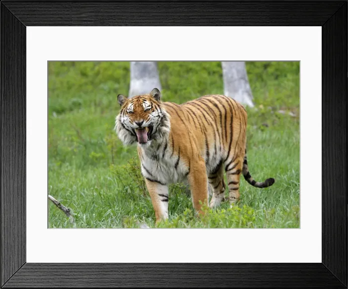 Framed Print : Siberian Tiger with Jacobson's organ, which is an auxiliary olfactory sense organ to detect female in heat Framed Print : Siberian Tiger with Jacobson's organ, which is an auxiliary olfactory sense organ to detect female in heat