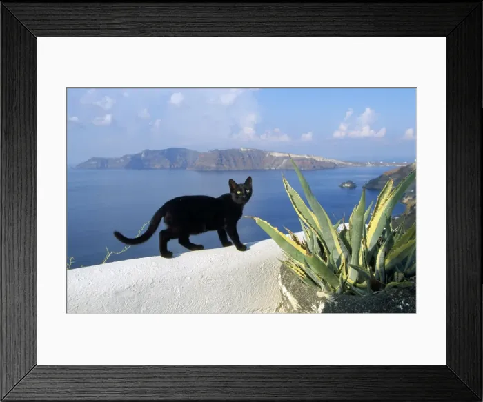 Framed Print : Black Cat - on wall - Santorini Island - Greece Framed Print : Black Cat - on wall - Santorini Island - Greece