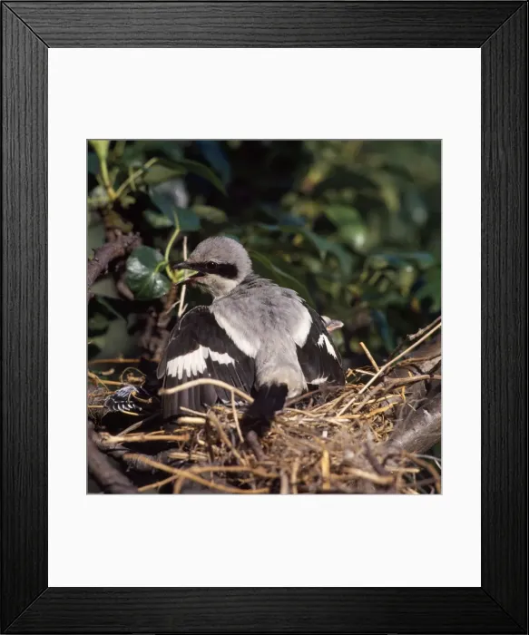 Framed Print : Great Grey Shrike - fledgling wing flapping Framed Print : Great Grey Shrike - fledgling wing flapping