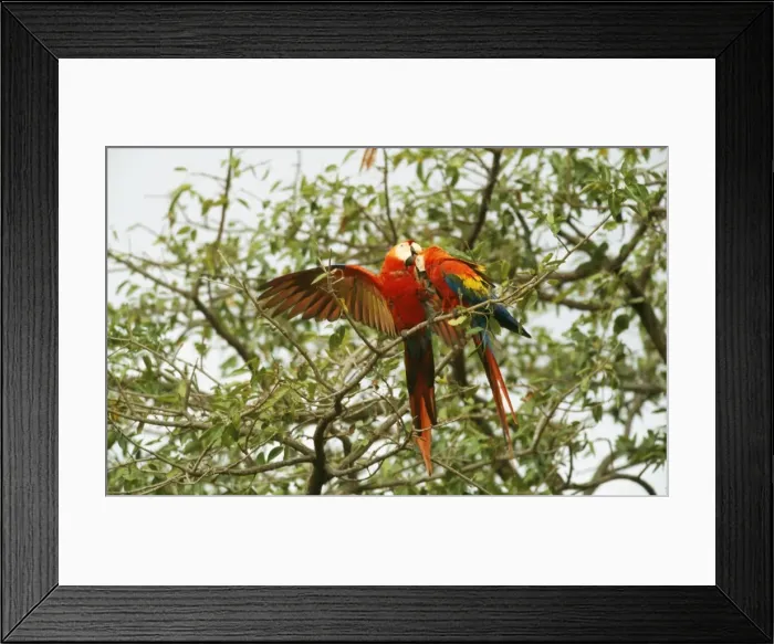 Framed Print : Scarlet Macaw Framed Print : Scarlet Macaw