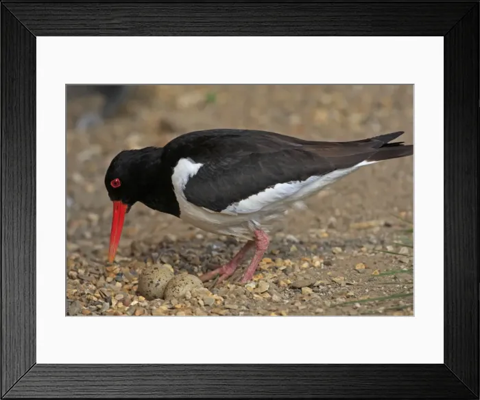 Framed Print : Eurasian Oystercatcher - with eggs. Pensthorpe - Norfolk - UK