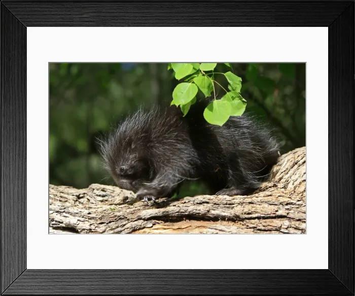 Framed Print : North American Porcupine - Baby. Montana - United States Framed Print : North American Porcupine - Baby. Montana - United States