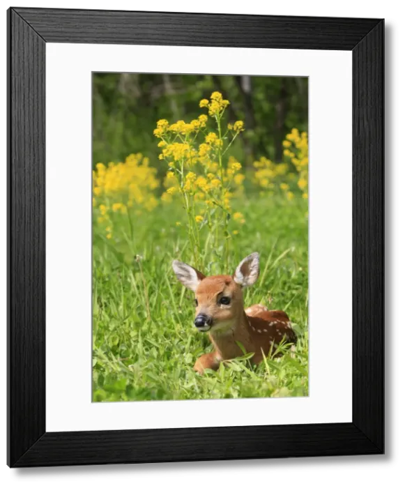 Framed Print : White-tailed Deer - fawn. Montana - United States