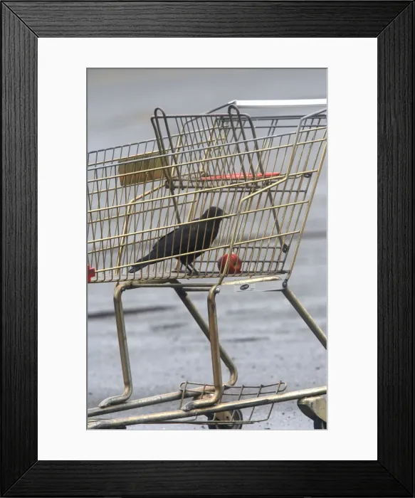Framed Print : Northwestern Crow - eating apple in abandoned shopping trolly. MacNeill Port - British Colombia - Canada Framed Print : Northwestern Crow - eating apple in abandoned shopping trolly. MacNeill Port - British Colombia - Canada