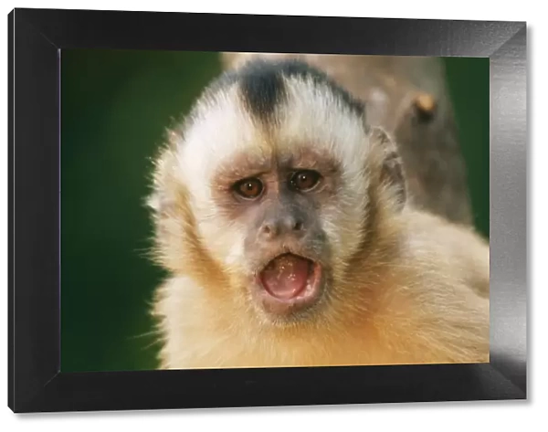 Tufted Capucin Monkey WAT 4452 Cebus apella © M. Watson  /  ARDEA LONDON