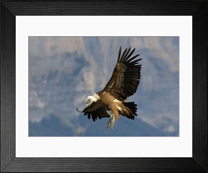 Framed Print : Eurasian Griffon Vulture - in flight. Pyrenees - Spain Framed Print : Eurasian Griffon Vulture - in flight. Pyrenees - Spain