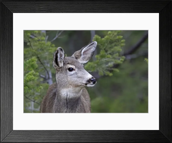 Framed Print : Mule deer - Female. Rocky Mountains - Jasper National Park - Alberta - Canada Framed Print : Mule deer - Female. Rocky Mountains - Jasper National Park - Alberta - Canada