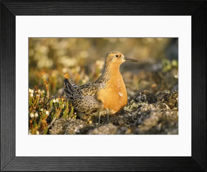 Framed Print : Knot - Greenland Framed Print : Knot - Greenland