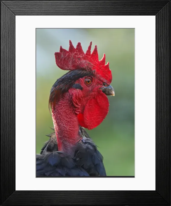 Framed Print : Chicken - rooster Framed Print : Chicken - rooster