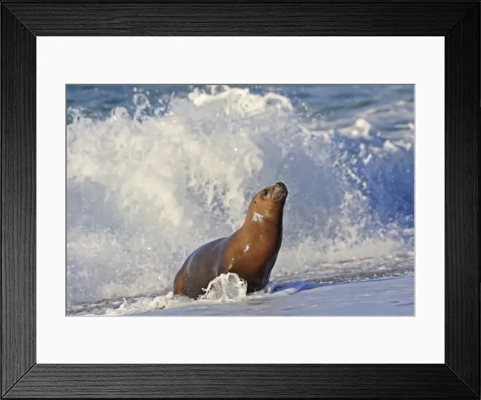 Framed Print : South American Sealion - on beach in surf. Punta Norte - Valdes peninsula - Argentina. formerly Otaria byronia