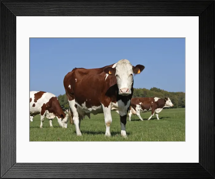 Framed Print : Cattle - cows in field Framed Print : Cattle - cows in field