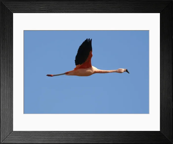 Framed Print : Chilean Flamingo - in flight. Magallanes Peninsula - Patagonia - Argentina Framed Print : Chilean Flamingo - in flight. Magallanes Peninsula - Patagonia - Argentina