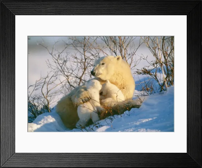 Framed Print : Polar Bear - parent with Babies, Canada Framed Print : Polar Bear - parent with Babies, Canada