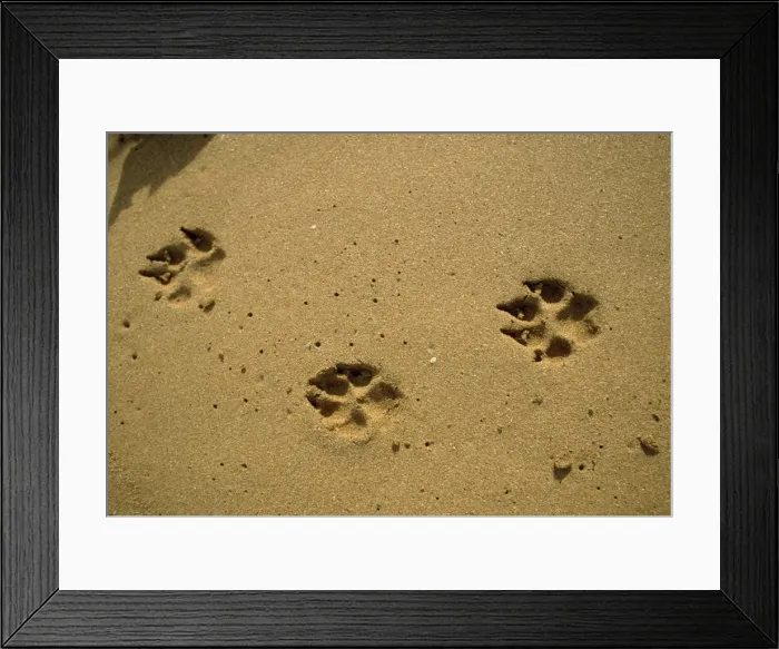 Framed Print : Dog - footprints / tracks Framed Print : Dog - footprints / tracks