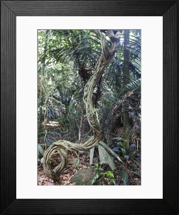 Framed Print : Liana Creeper - in tropical rainforest Central Suriname Nature Reserve South America Framed Print : Liana Creeper - in tropical rainforest Central Suriname Nature Reserve South America