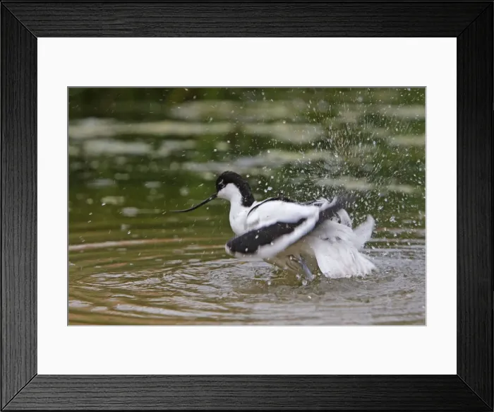 Framed Print : Pied Avocet - in water. Pensthorpe - Norfolk - UK Framed Print : Pied Avocet - in water. Pensthorpe - Norfolk - UK