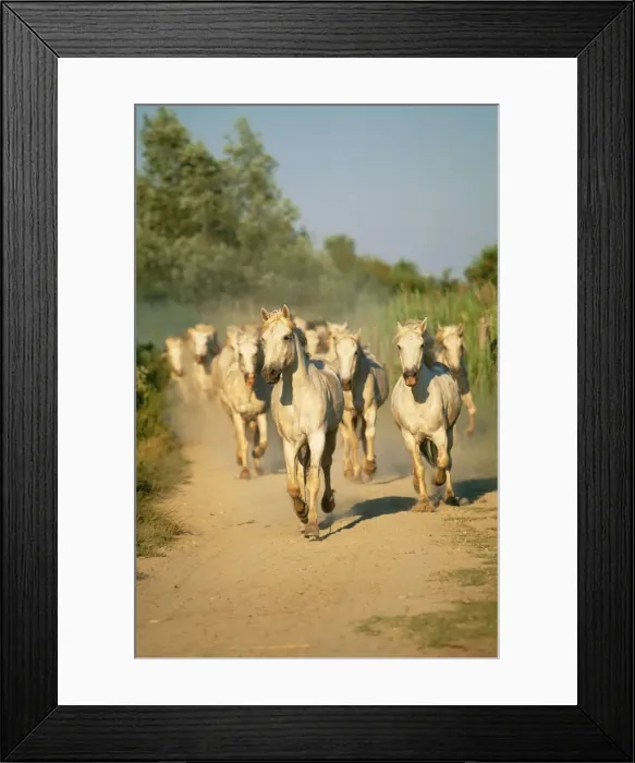 Framed Print : Camargue Horses WAT 6886 Herd on dusty track, France. © M. Watson / ARDEA LONDON Framed Print : Camargue Horses WAT 6886 Herd on dusty track, France. © M. Watson / ARDEA LONDON