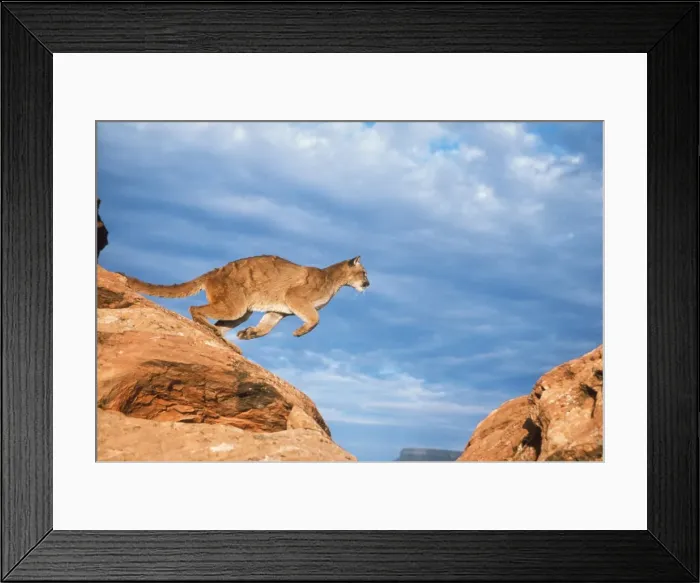 Framed Print : Cougar / Mountain Lion / Puma Framed Print : Cougar / Mountain Lion / Puma