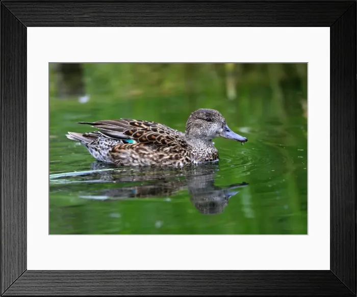 Framed Print : Common Teal. Pensthorpe - Norfolk - UK