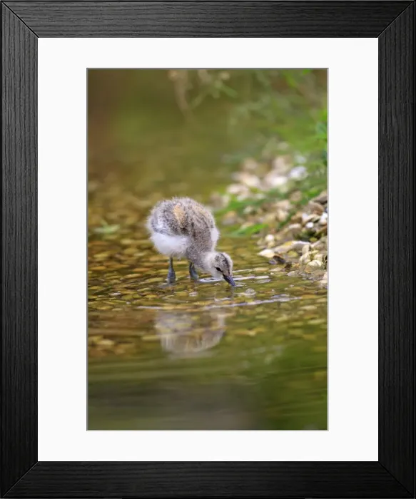 Framed Print : Pied Avocet - chick. Pensthorpe - Norfolk - UK Framed Print : Pied Avocet - chick. Pensthorpe - Norfolk - UK