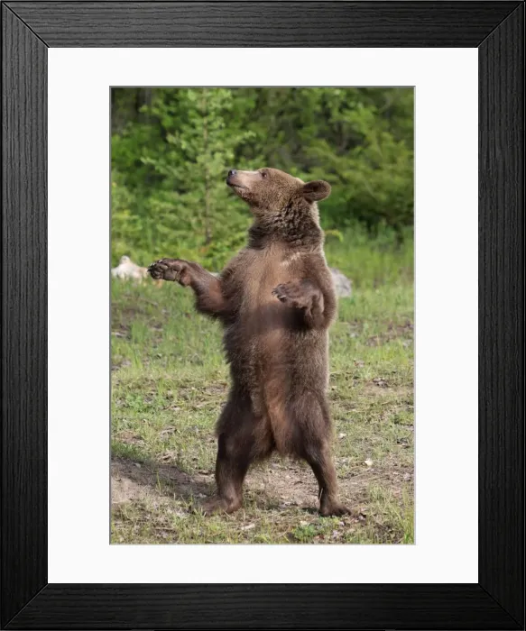 Framed Print : Grizzly Bear - 2 1 / 2 year old on hind legs. Montana - United States Framed Print : Grizzly Bear - 2 1 / 2 year old on hind legs. Montana - United States