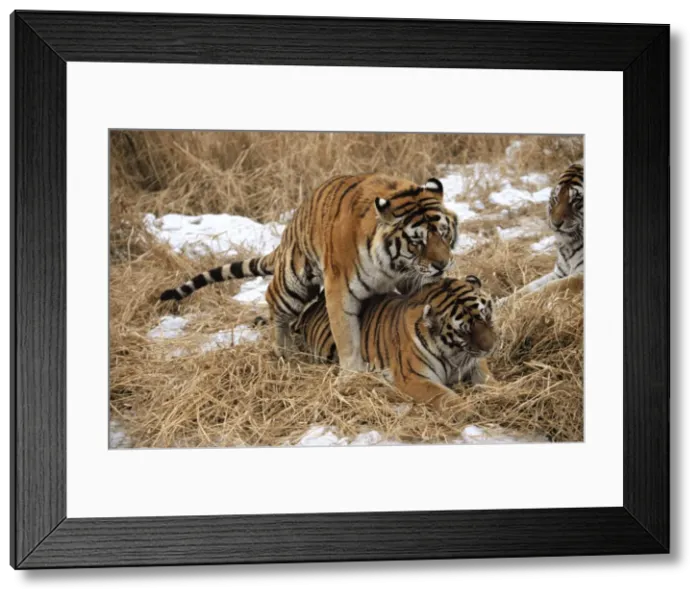 Framed Print : Siberian TIger - mating Framed Print : Siberian TIger - mating