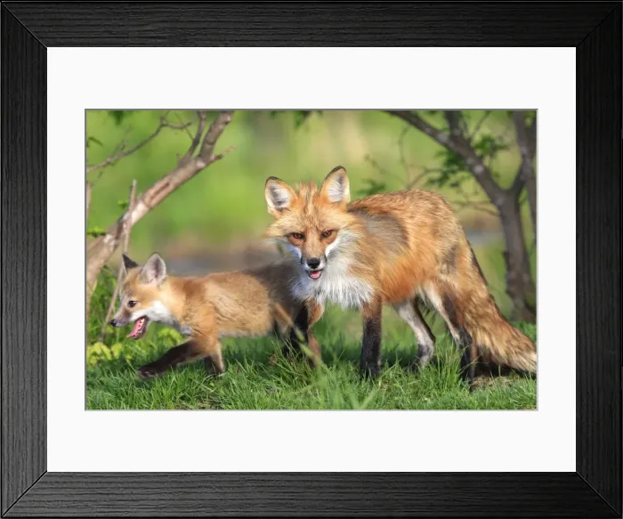 Framed Print : Red Fox - adult & cub. Minnesota - USA Framed Print : Red Fox - adult & cub. Minnesota - USA