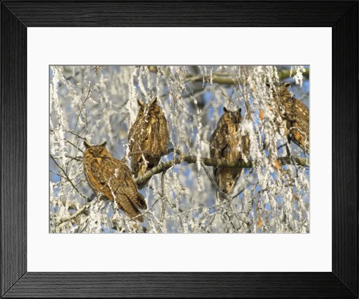 Framed Print : Long-eared Owls - in snowy tree Framed Print : Long-eared Owls - in snowy tree