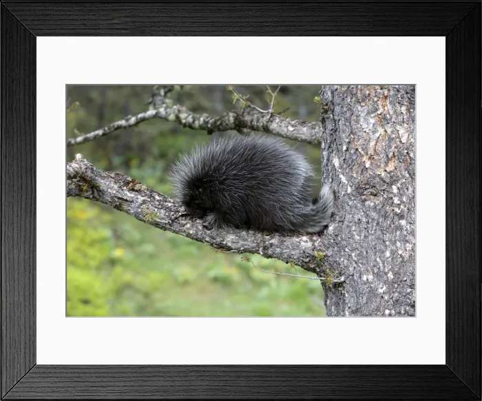Framed Print : North American Porcupine - Baby. Montana - USA Framed Print : North American Porcupine - Baby. Montana - USA