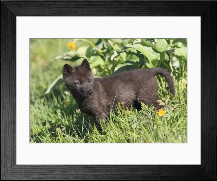 Framed Print : Grey / Timber Wolf - 8 week old cub. Montana - USA Framed Print : Grey / Timber Wolf - 8 week old cub. Montana - USA