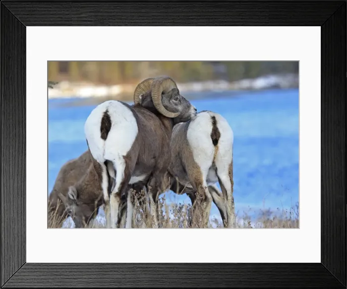 Framed Print : Rocky Mountain Bighorn Sheep - male smelling / scenting female. Jasper National Park - Rocky Mountains - Alberta - Canada Framed Print : Rocky Mountain Bighorn Sheep - male smelling / scenting female. Jasper National Park - Rocky Mountains - Alberta - Canada