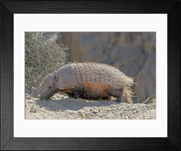 Framed Print : Hairy armadillo. Valdes peninsula - Argentina Framed Print : Hairy armadillo. Valdes peninsula - Argentina