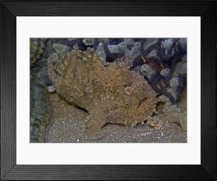 Framed Print : Spotfin Frogfish - Bali - Indonesia Framed Print : Spotfin Frogfish - Bali - Indonesia