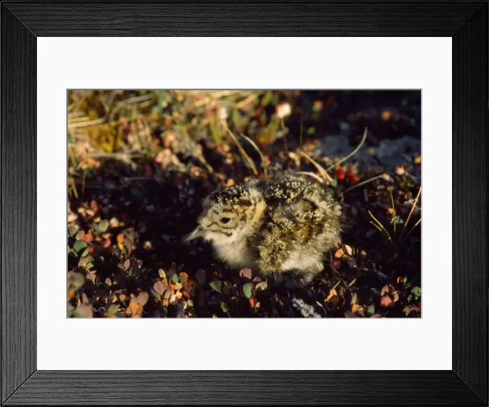 Framed Print : Knot - chick Framed Print : Knot - chick