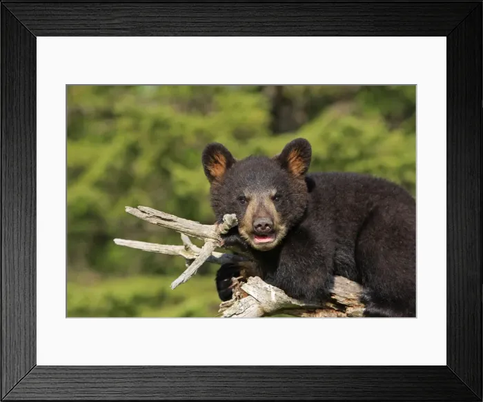 Framed Print : North American Black Bear - Spring cub 4 months old. Minnesota - United States Framed Print : North American Black Bear - Spring cub 4 months old. Minnesota - United States