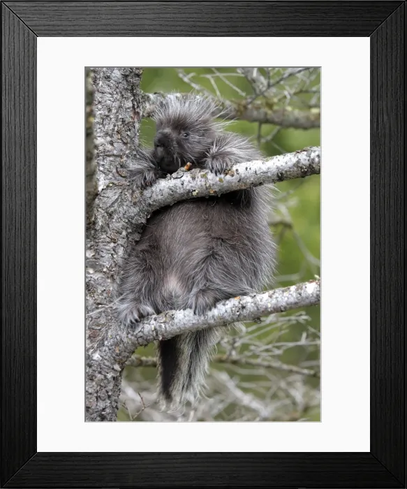 Framed Print : North American Porcupine - baby in tree. Montana - USA Framed Print : North American Porcupine - baby in tree. Montana - USA
