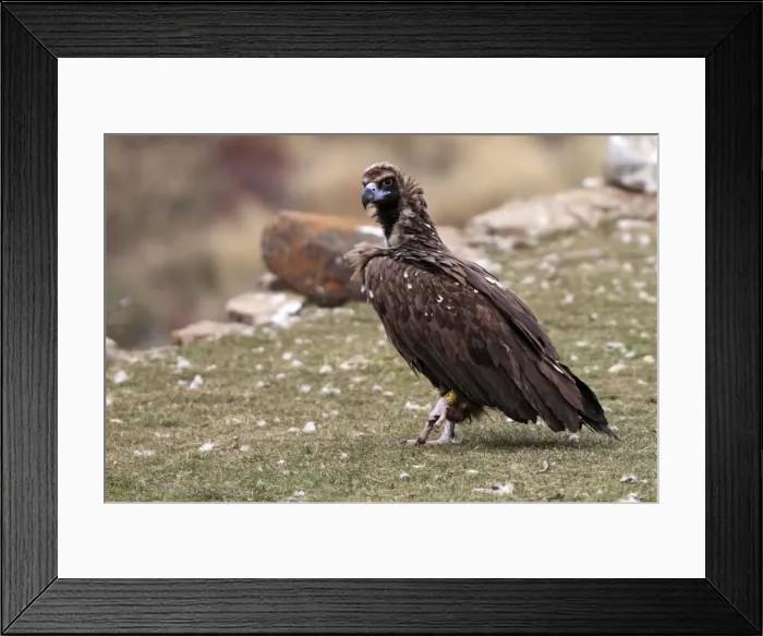 Framed Print : Cinereous  /  Black Vulture  /  Monk Vulture  /  Eurasian Black Vulture. Pyrenees - Spain