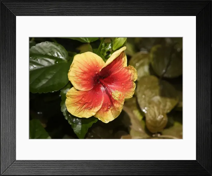 Framed Print : Hibiscus Flower - close-up in park. Nice - France Framed Print : Hibiscus Flower - close-up in park. Nice - France