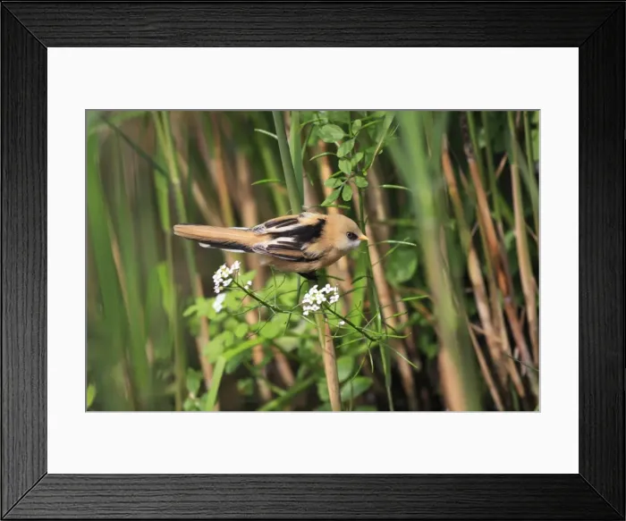 Framed Print : Bearded Tit - young. Pensthorpe - Norfolk - UK Framed Print : Bearded Tit - young. Pensthorpe - Norfolk - UK