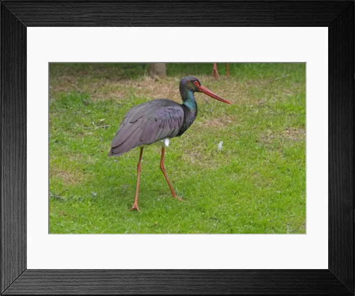 Framed Print : Black Stork. Pensthorpe - Norfolk - UK Framed Print : Black Stork. Pensthorpe - Norfolk - UK