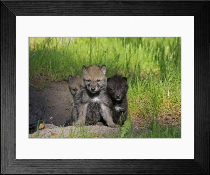 Framed Print : Grey  /  Timber Wolf - 1 month old pups. Montana - United States