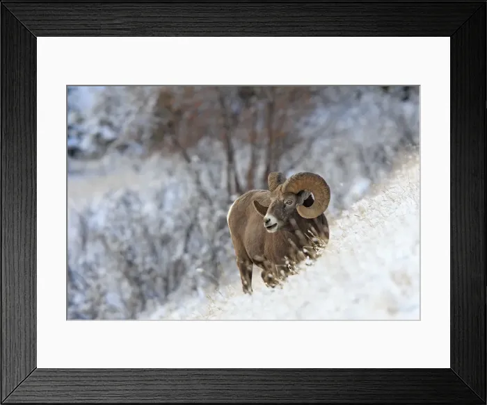 Framed Print : Rocky Mountain Bighorn Sheep. Jasper National Park - Rocky Mountains - Alberta - Canada Framed Print : Rocky Mountain Bighorn Sheep. Jasper National Park - Rocky Mountains - Alberta - Canada