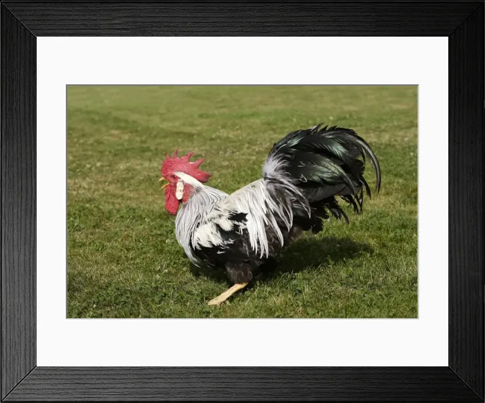 Framed Print : Chicken - Silver leghorn Framed Print : Chicken - Silver leghorn