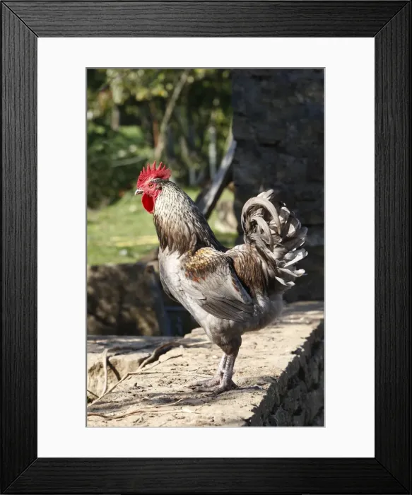 Framed Print : Chicken - rooster Framed Print : Chicken - rooster
