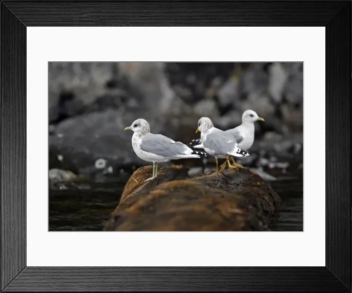 Framed Print : Glaucous-winged Gull - British Colombia - Canada Framed Print : Glaucous-winged Gull - British Colombia - Canada